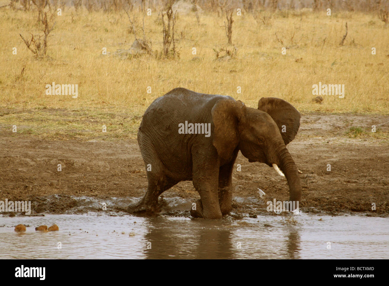 Elefante africano (Loxodonta africana) prendendo un bagno di fango in un waterhole, Parco Nazionale di Hwange, Zimbabwe Foto Stock