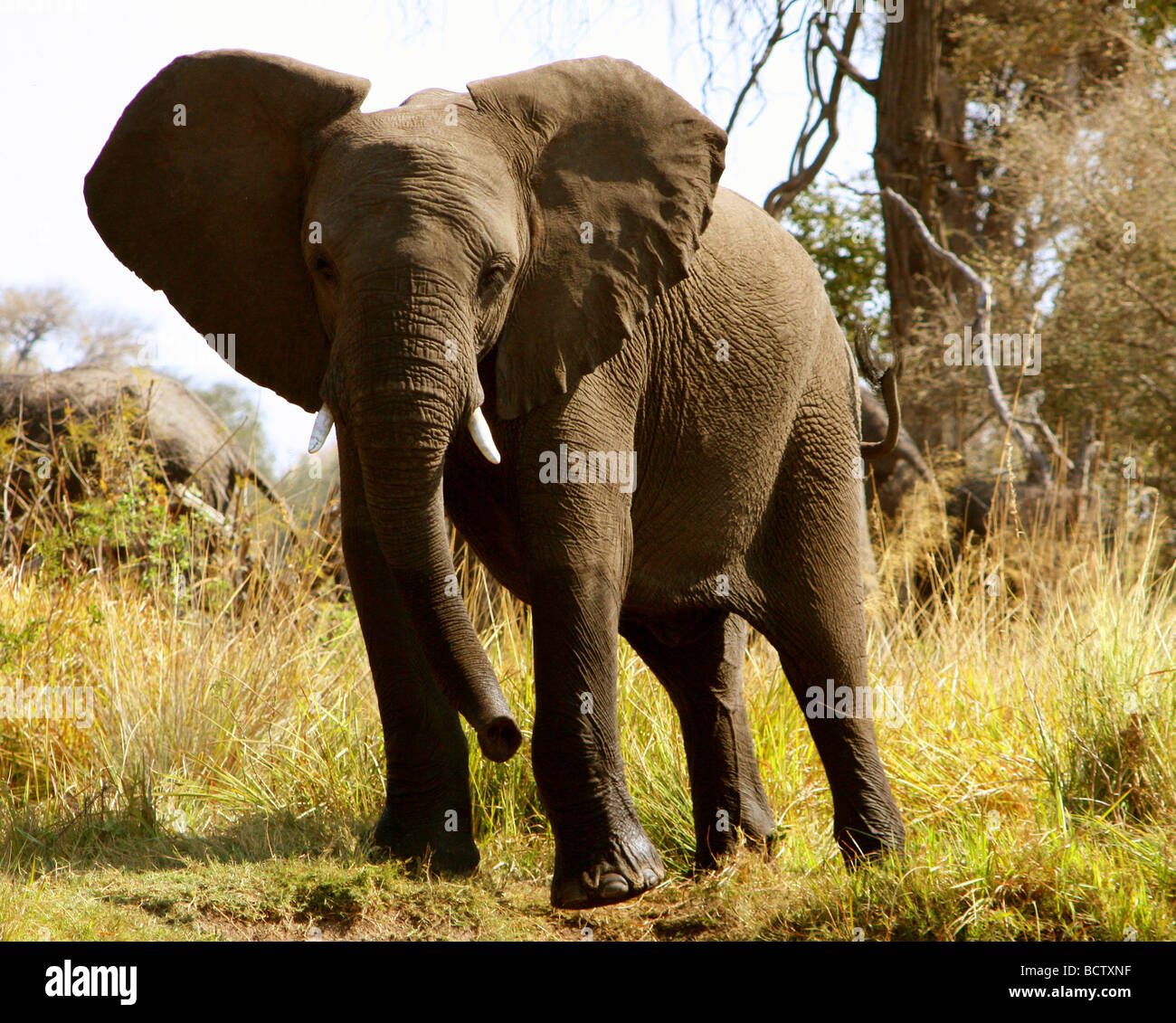 L'elefante africano (Loxodonta africana) in una foresta, Mudumu National Park, Namibia Foto Stock