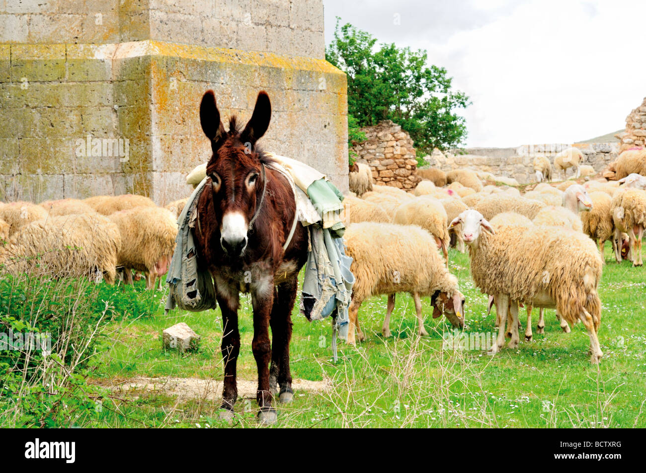 Spagna, San Giacomo modo: l'asino e il gregge di pecore presso la chiesa Iglesia Santa Maria del Manzana Foto Stock