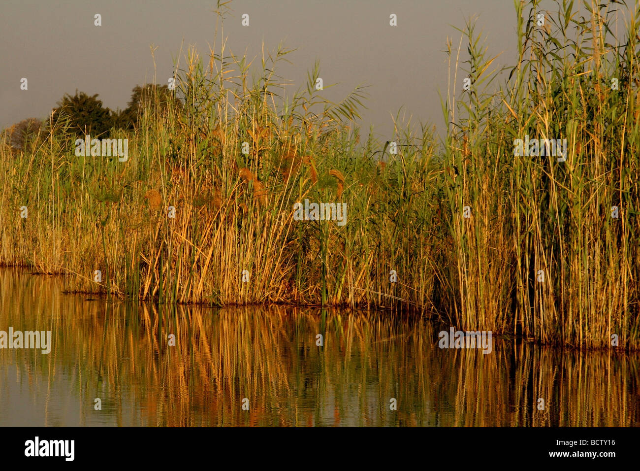 Il papiro di piante in un fiume fiume Kwando, Namibia Foto Stock