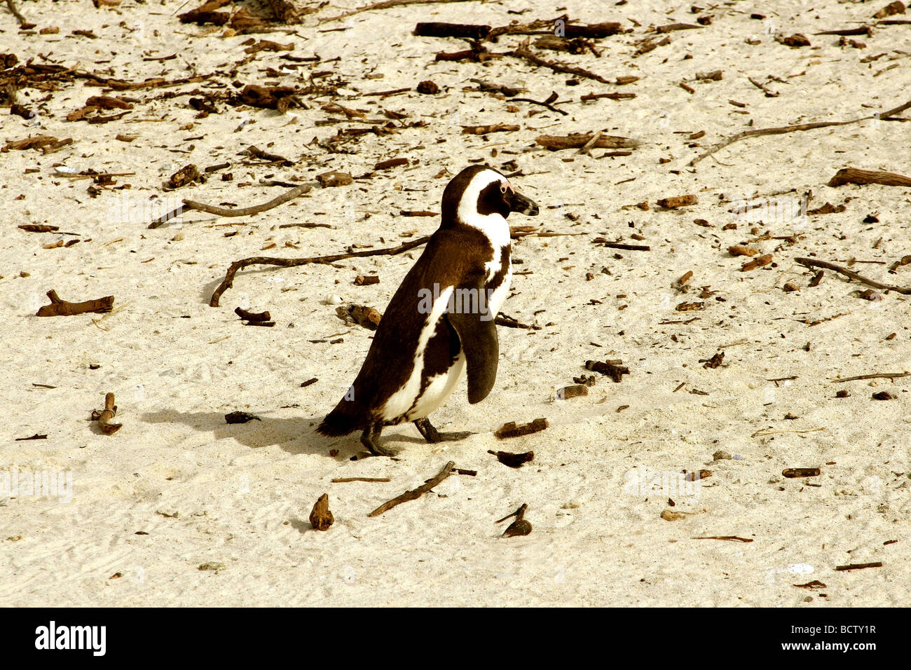 Elevato angolo di visione di un Jackass penguin (Spheniscus demersus) Foto Stock