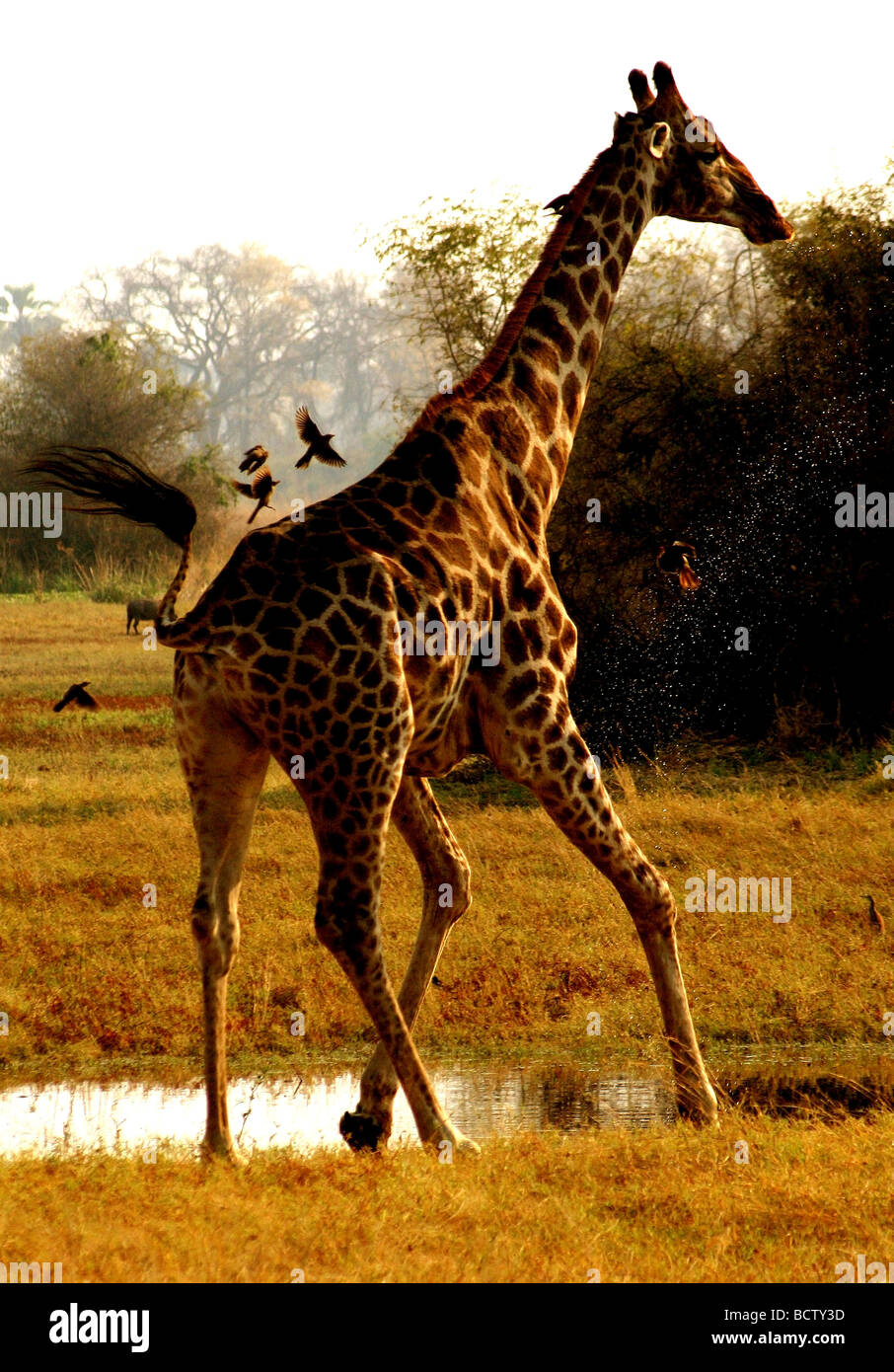 Giraffe (Giraffa camelopardalis) in piedi in un campo, Chobe National Park, Botswana Foto Stock