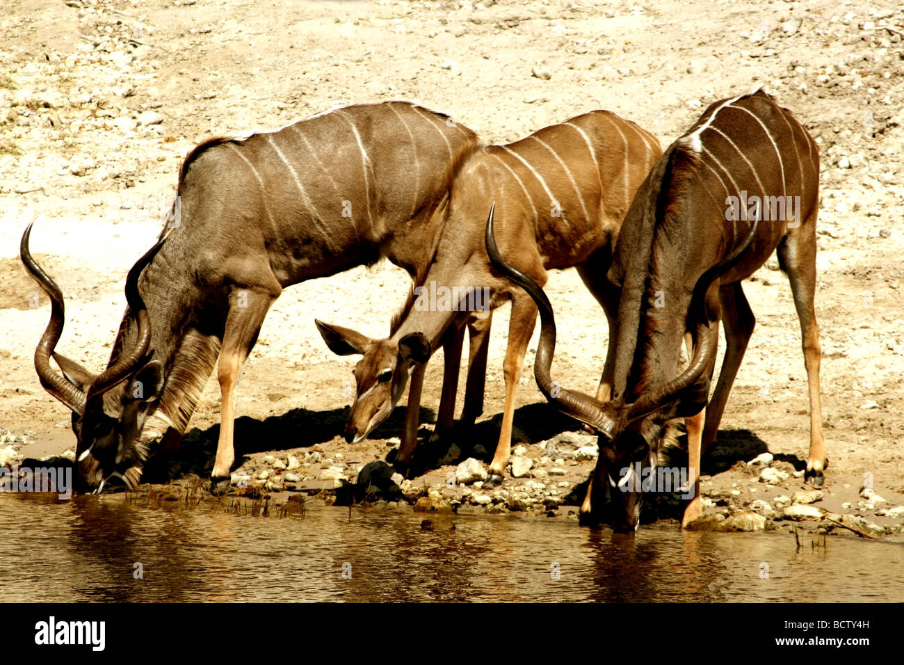 Tre kudus acqua potabile da un fiume, Botswana Foto Stock