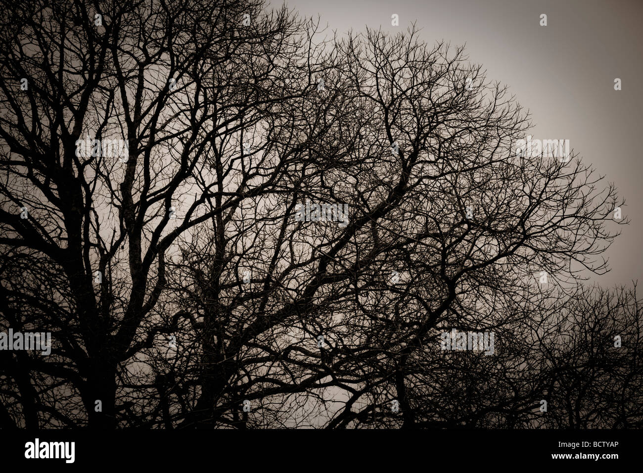 Silhouette ad albero, inverno, tonalità seppia Foto Stock