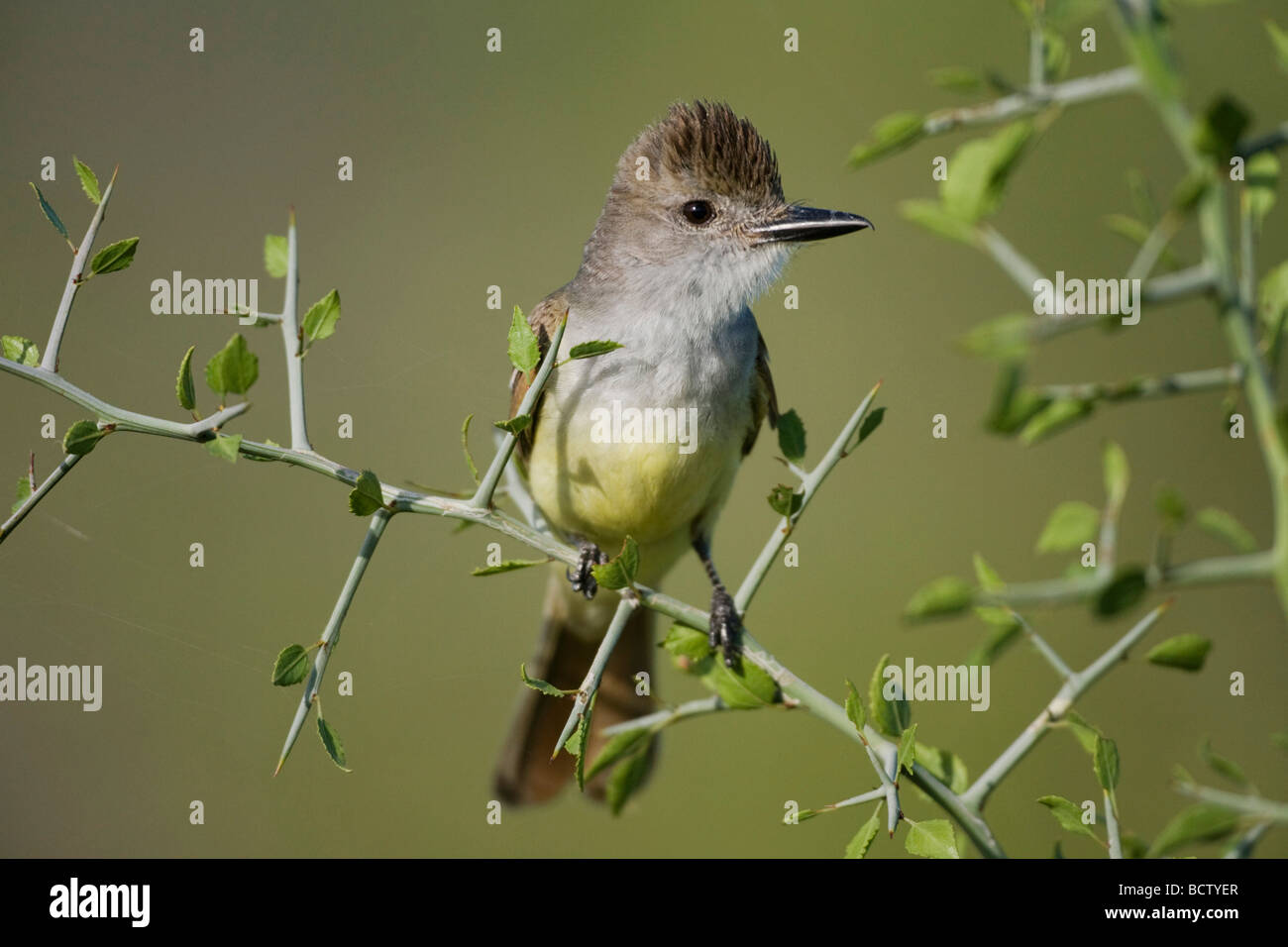 Brown crested Flycatcher Myiarchus tyrannulus Sinton Corpus Christi Coastal Bend Texas USA Foto Stock