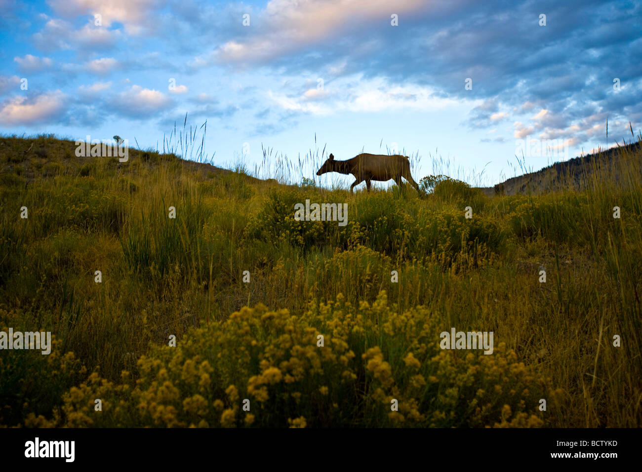 Il roaming Elk Parco Nazionale di Yellowstone Foto Stock