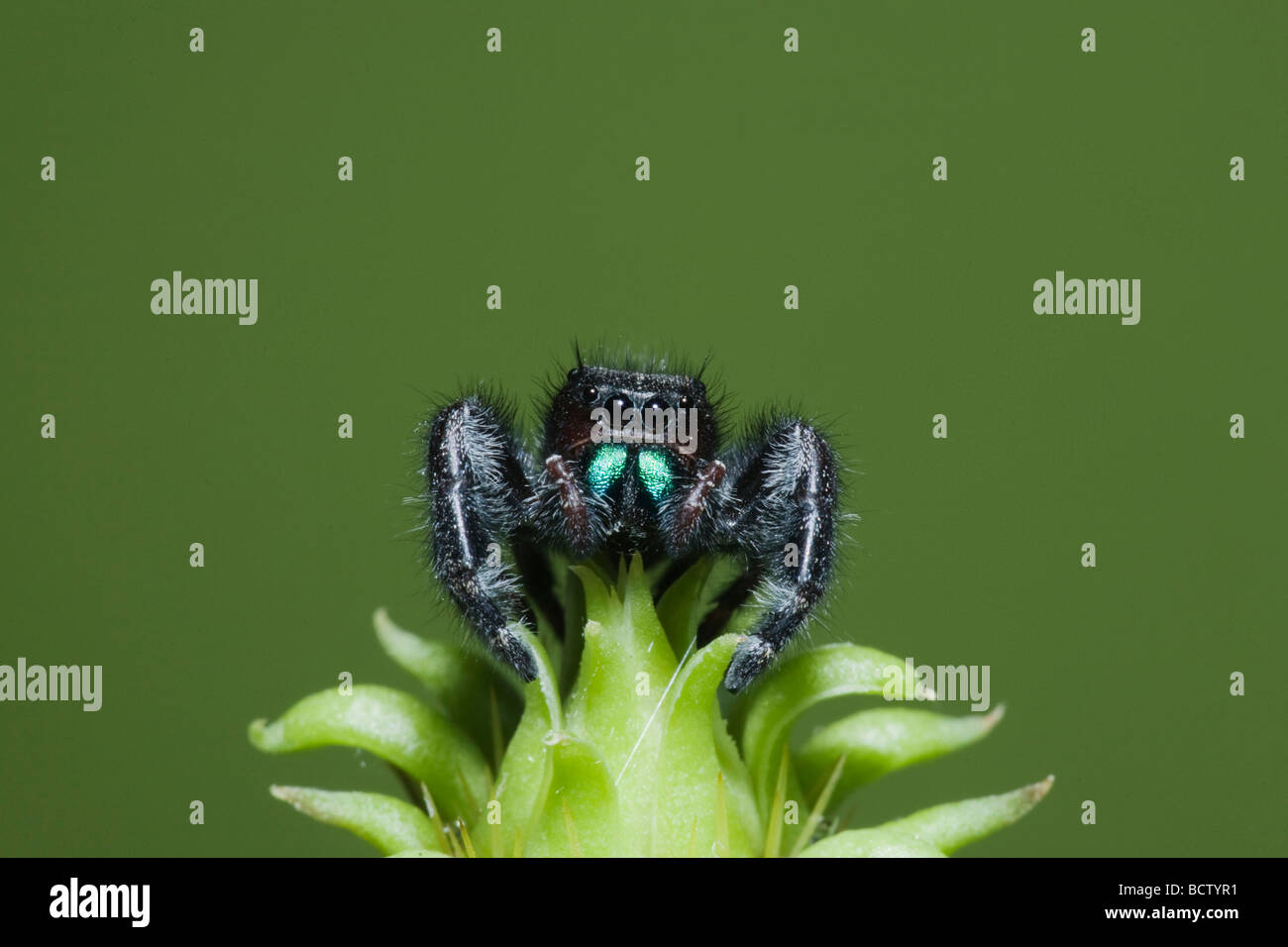 Audace Jumping Spider Phidippus audax Sinton Corpus Christi Coastal Bend Texas USA Foto Stock