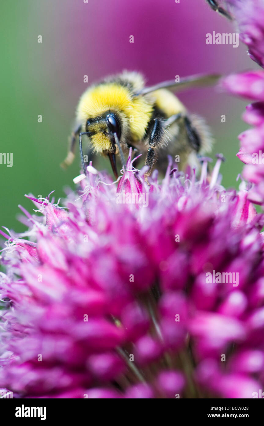 Bumble Bee alimentazione su allium sphaerocephalon fiore in un giardino inglese Foto Stock