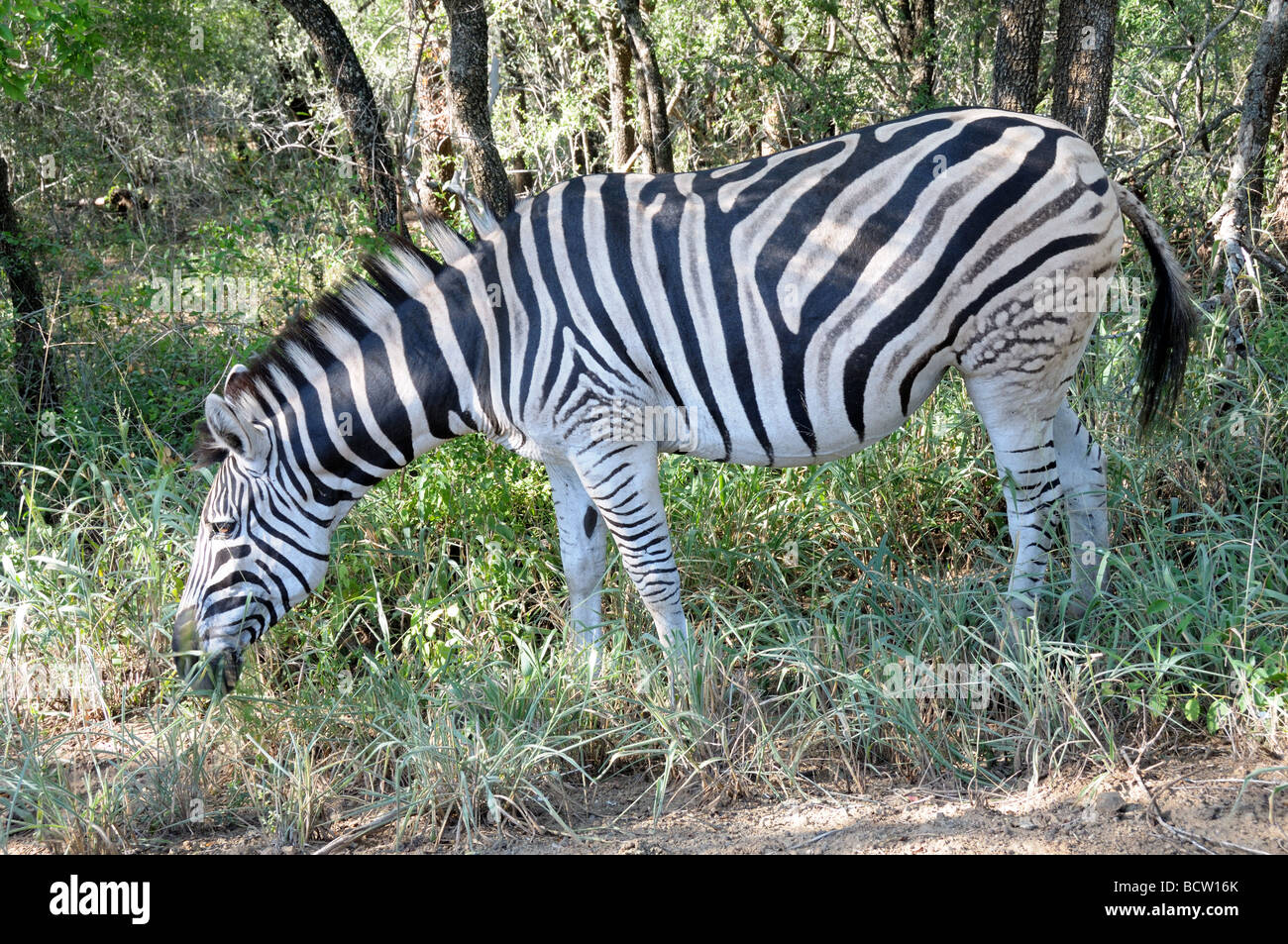 African Zebra Burchells equus Hluhluew-Umfolozi Game Reserve Zululand in Sud Africa Foto Stock