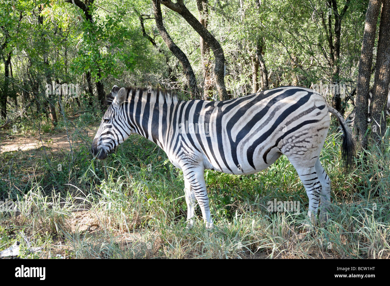 African Zebra Burchells equus Hluhluew-Umfolozi Game Reserve Zululand in Sud Africa Foto Stock