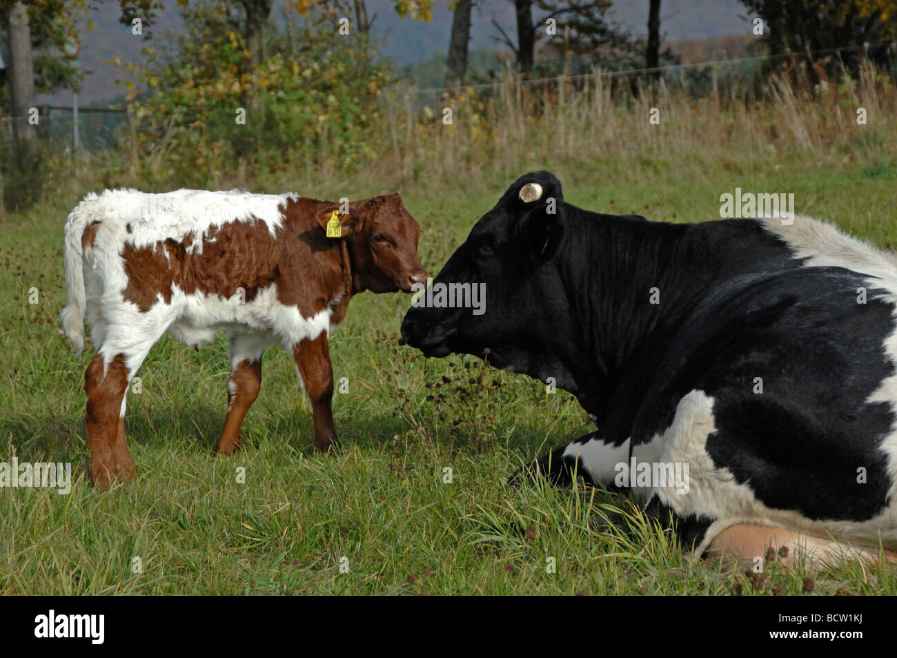 Gli animali domestici della specie bovina (Bos primigenius e Bos taurus), razza: del Pinzgau bestiame. Mucca e vitello su un pascolo Foto Stock