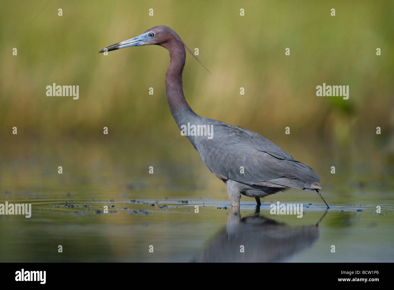 Piccolo airone cenerino Egretta caerulea Sinton Corpus Christi Coastal Bend Texas USA Foto Stock