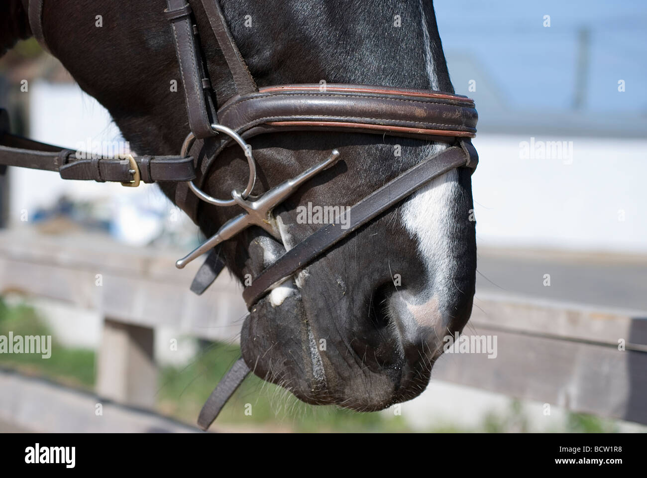 Muso di cavallo close up flash fulmer noseband bit intestare ai nostril Foto Stock