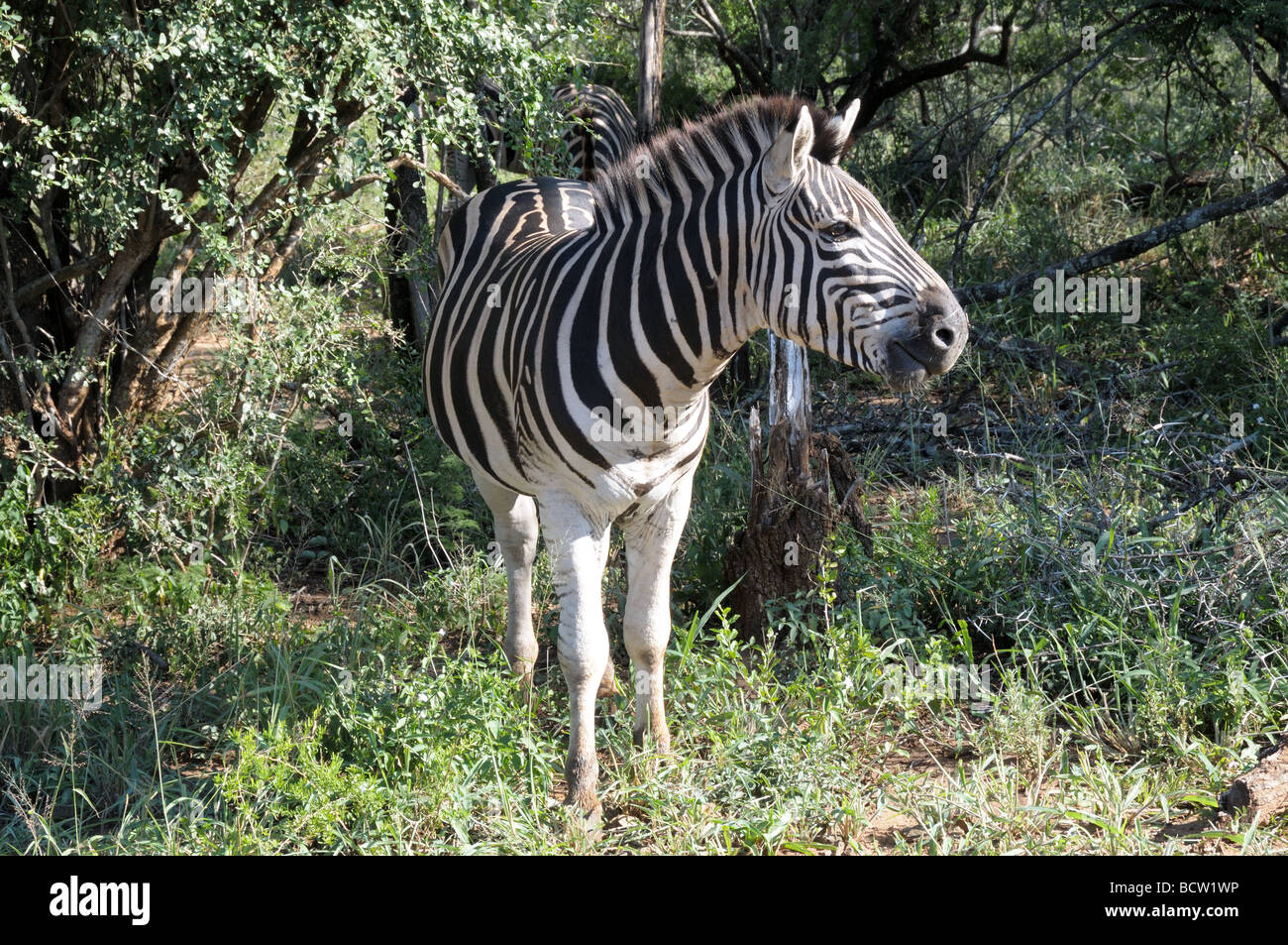 African Zebra Burchells equus Hluhluew-Umfolozi Game Reserve Zululand in Sud Africa Foto Stock