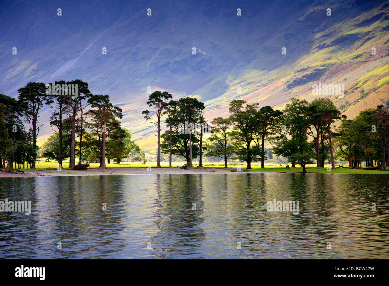 Alberi di pino sulla battigia Buttermere Honnister Pass Parco Nazionale del Distretto dei Laghi Cumbria County Inghilterra REGNO UNITO Foto Stock