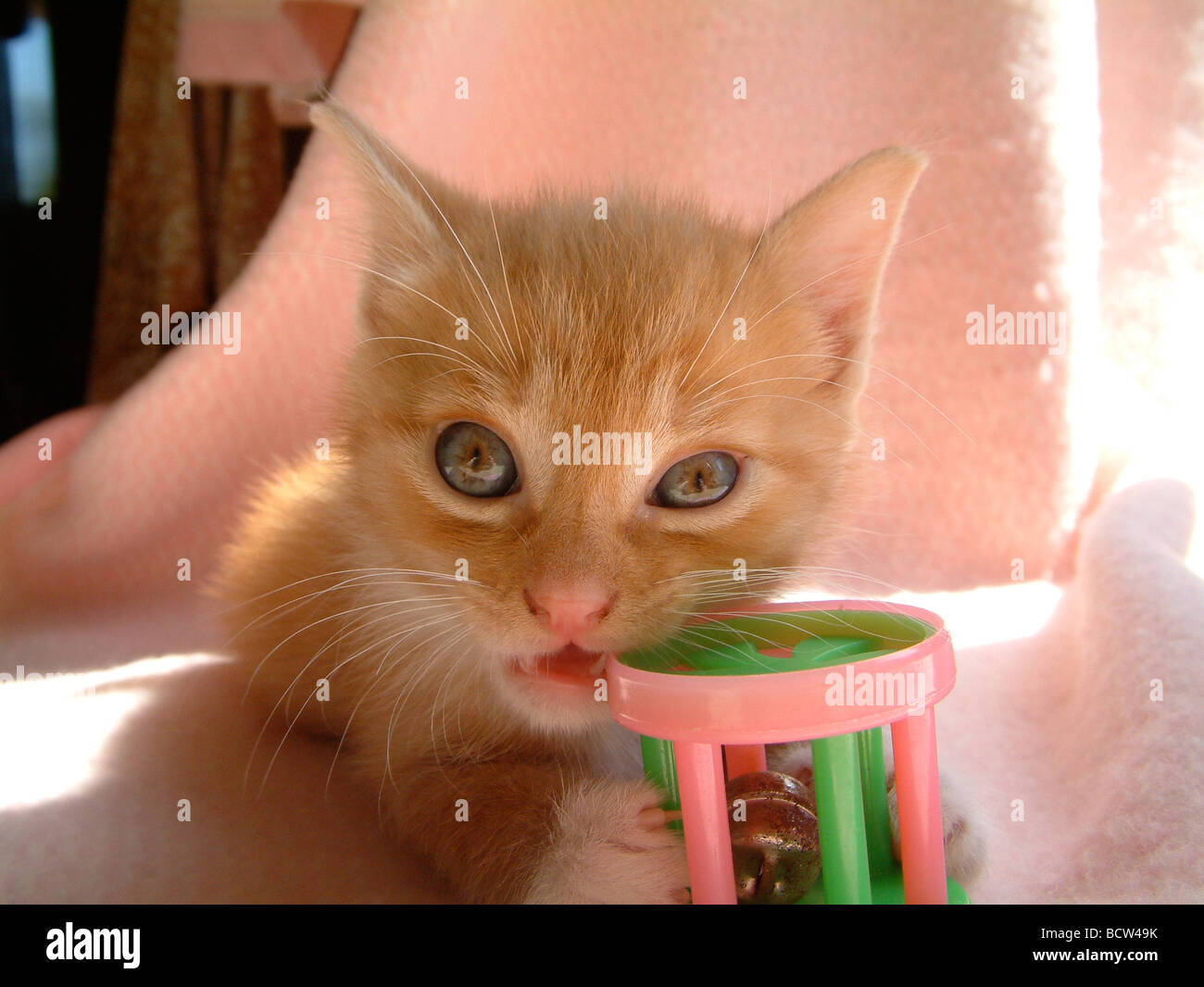 Lo zenzero gattino gioca con un giocattolo Foto Stock