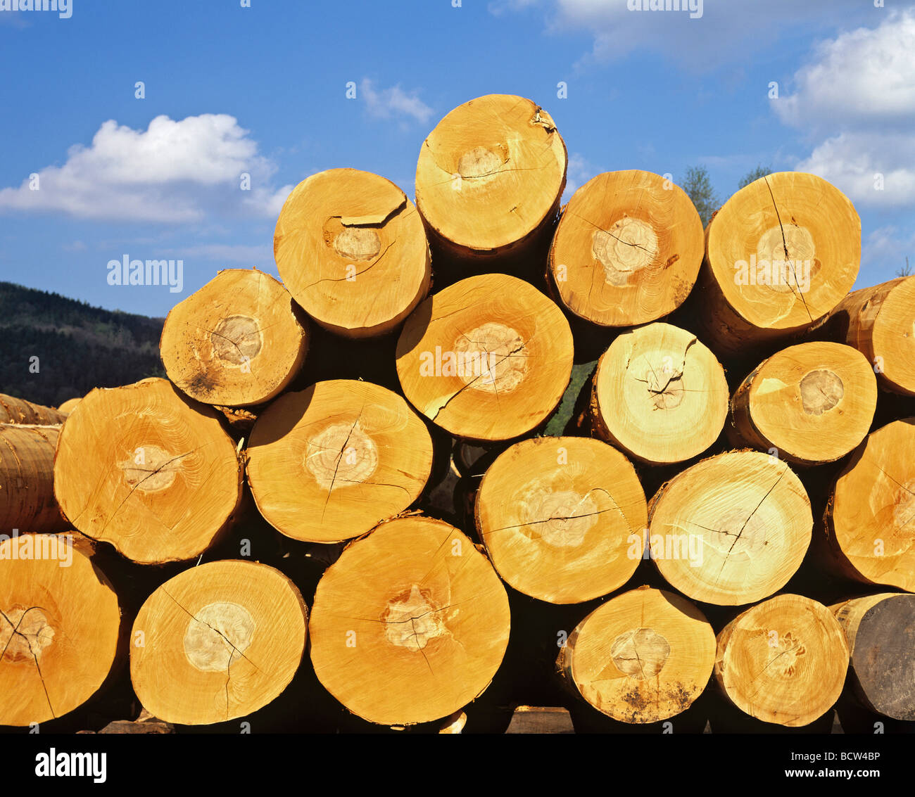 Tagliare le faggete (Fagus), impilati, tronchi di alberi, registri, industria del legno, Germania, Europa Foto Stock