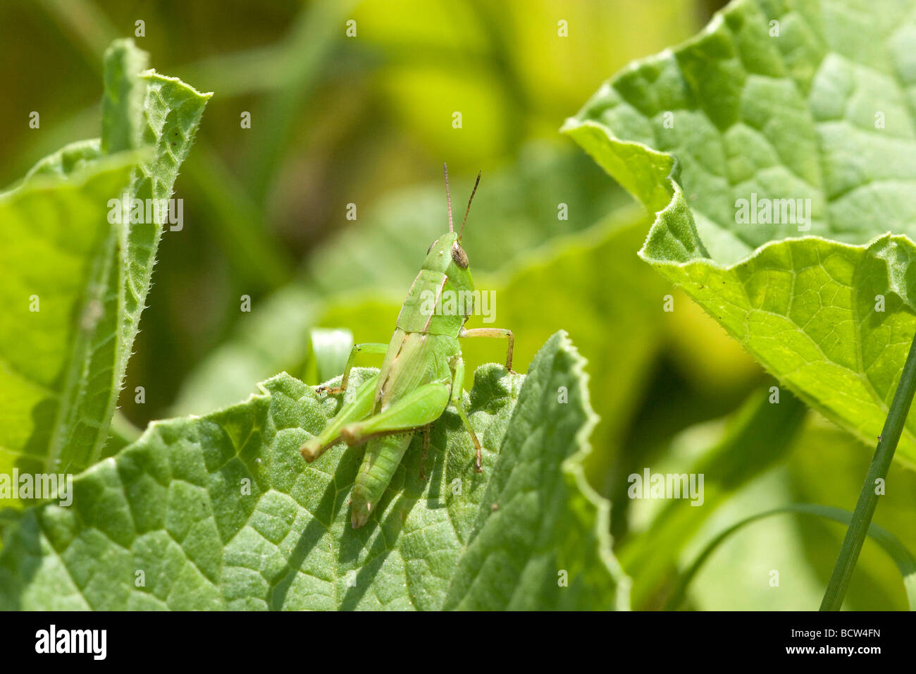 Close-up di grasshopper su una foglia, Florida, Stati Uniti d'America Foto Stock