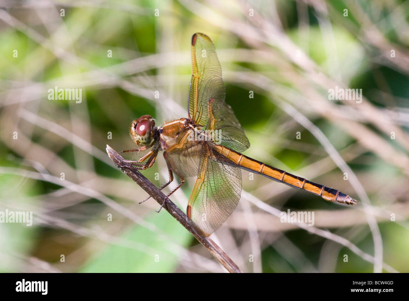 Libellula (Odonati epiprocta) su un ramo, Florida, Stati Uniti d'America Foto Stock