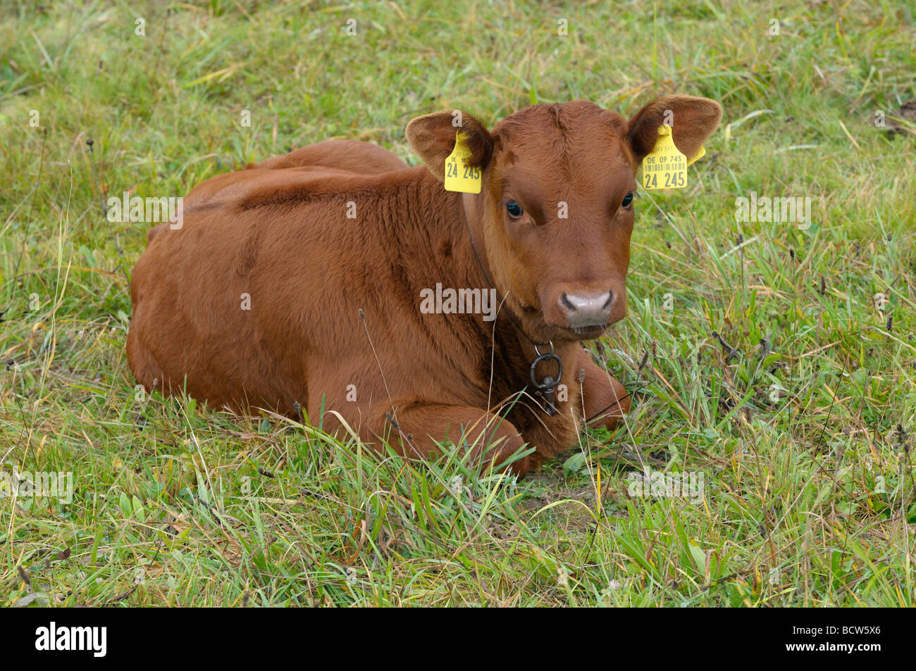 Gli animali domestici della specie bovina (Bos primigenius e Bos taurus), razza: Rosso Vogtlaender bestiame. Vitello sdraiati sull'erba Foto Stock