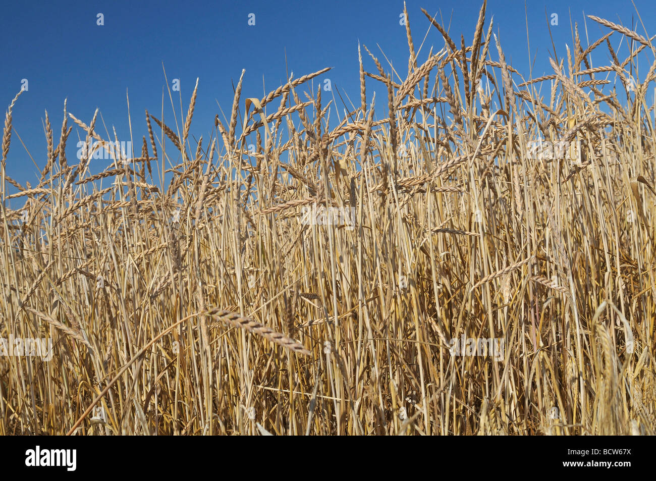 (Spelta Triticum spelta), il campo di grano maturo Foto Stock