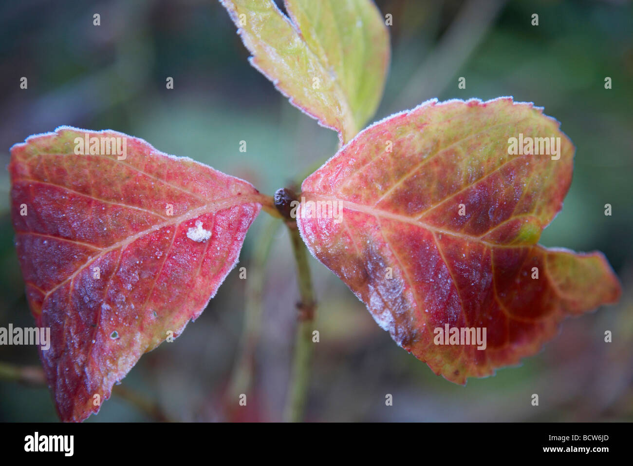 Close up hydranga foglie in inverno Foto Stock