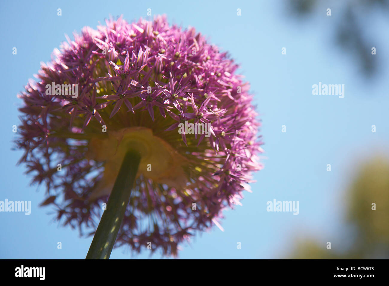 Viola gigante Allium fiore in giardino Foto Stock