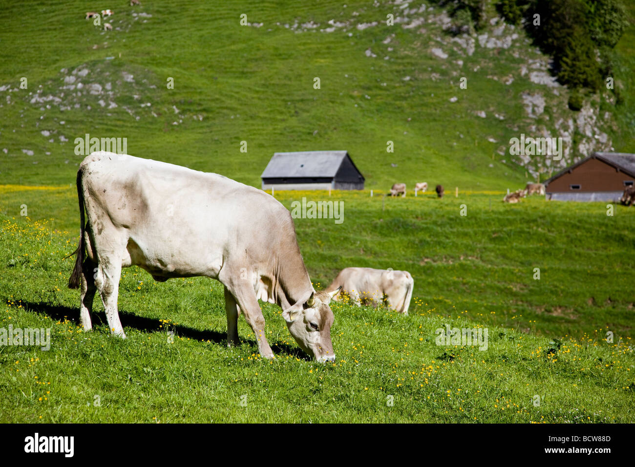 Le vacche in alpeggio, Appenzell, Svizzera Foto Stock