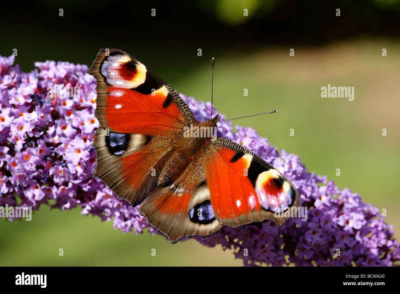 Un Pavone Inachis io di alimentazione a farfalla su nectar al sole nel giardino dell'Inghilterra, Kent. Foto Stock