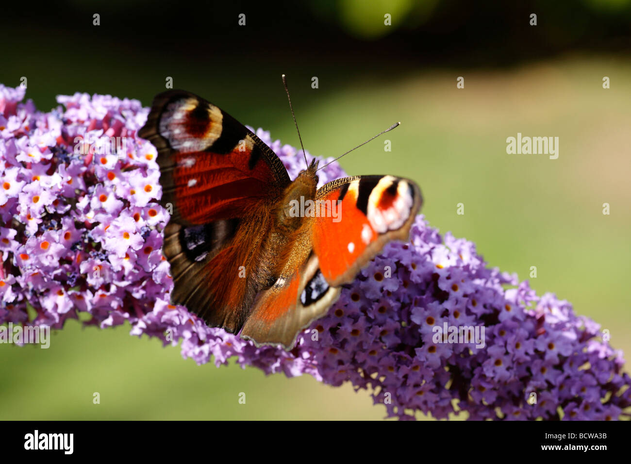 Una farfalla pavone alimentando il sole del giardino dell'Inghilterra, Kent. Foto Stock