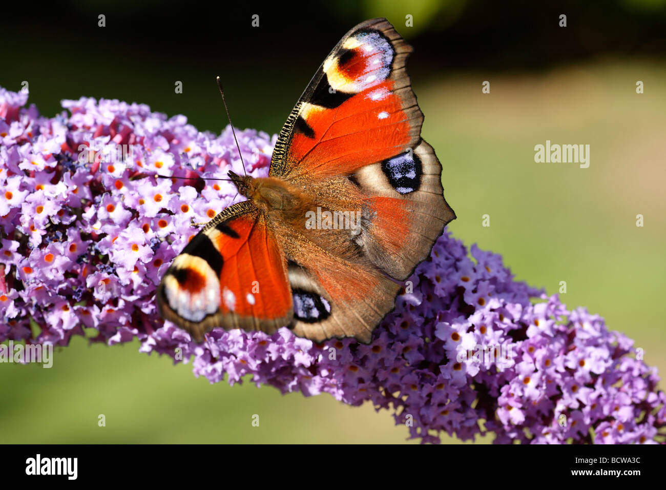 Una farfalla pavone nel giardino dell'Inghilterra, Kent, alimentando al sole. Foto Stock