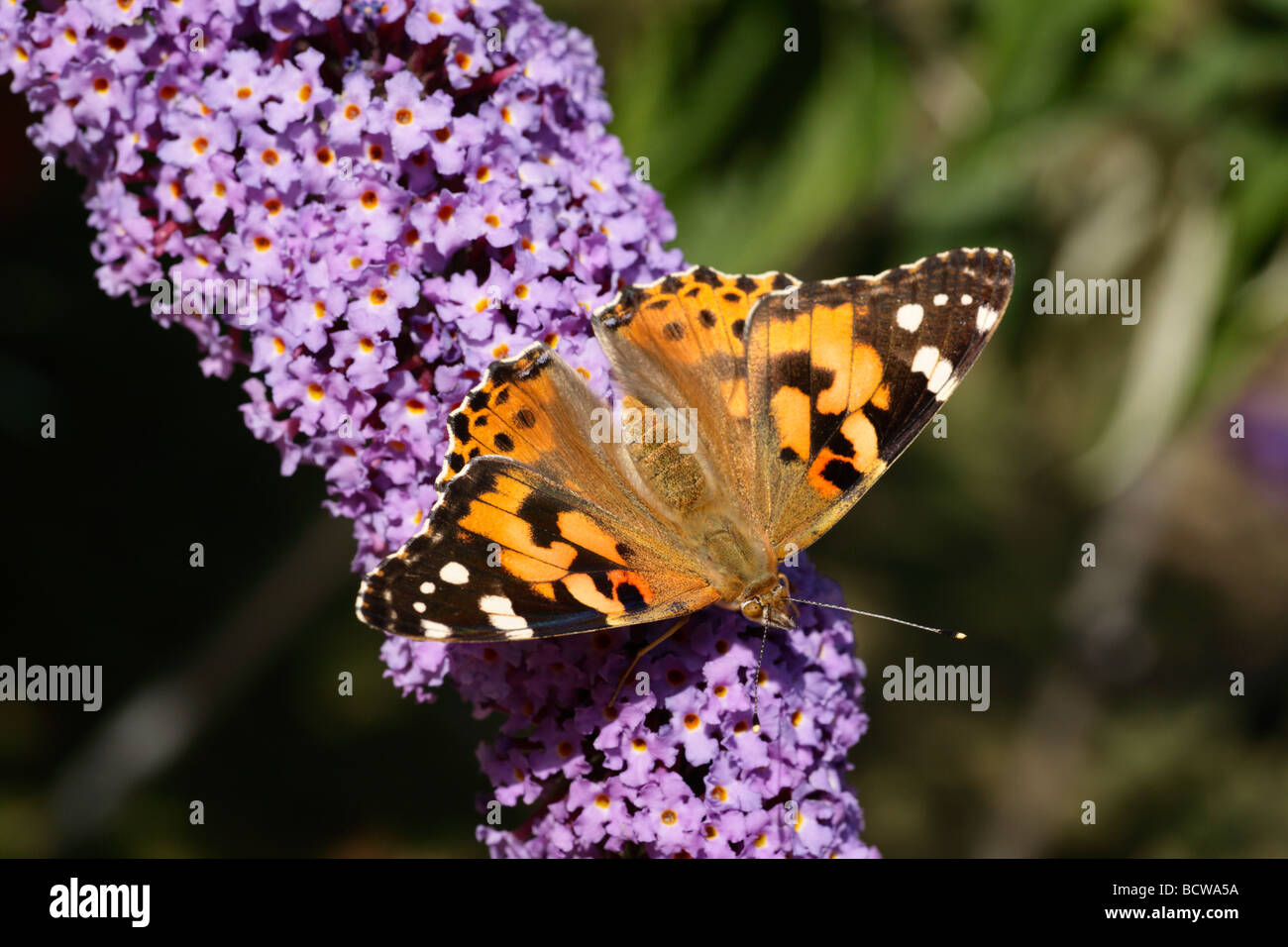 Un dipinto di Lady butterfly alimentazione nel giardino dell'Inghilterra, Kent. Foto Stock