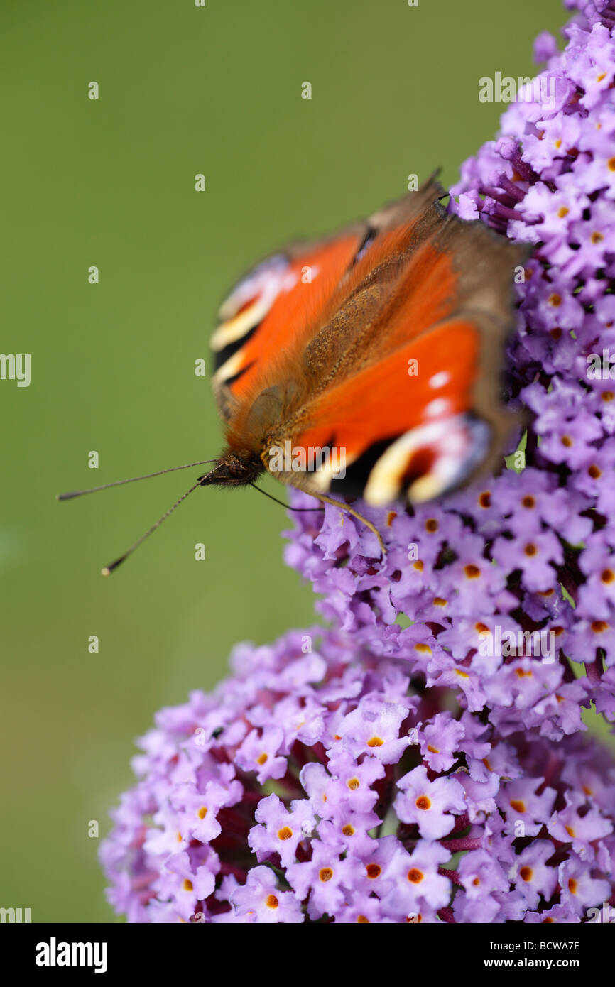 Un Pavone Inachis io di alimentazione a farfalla sotto il sole del giardino dell'Inghilterra, Kent. Foto Stock