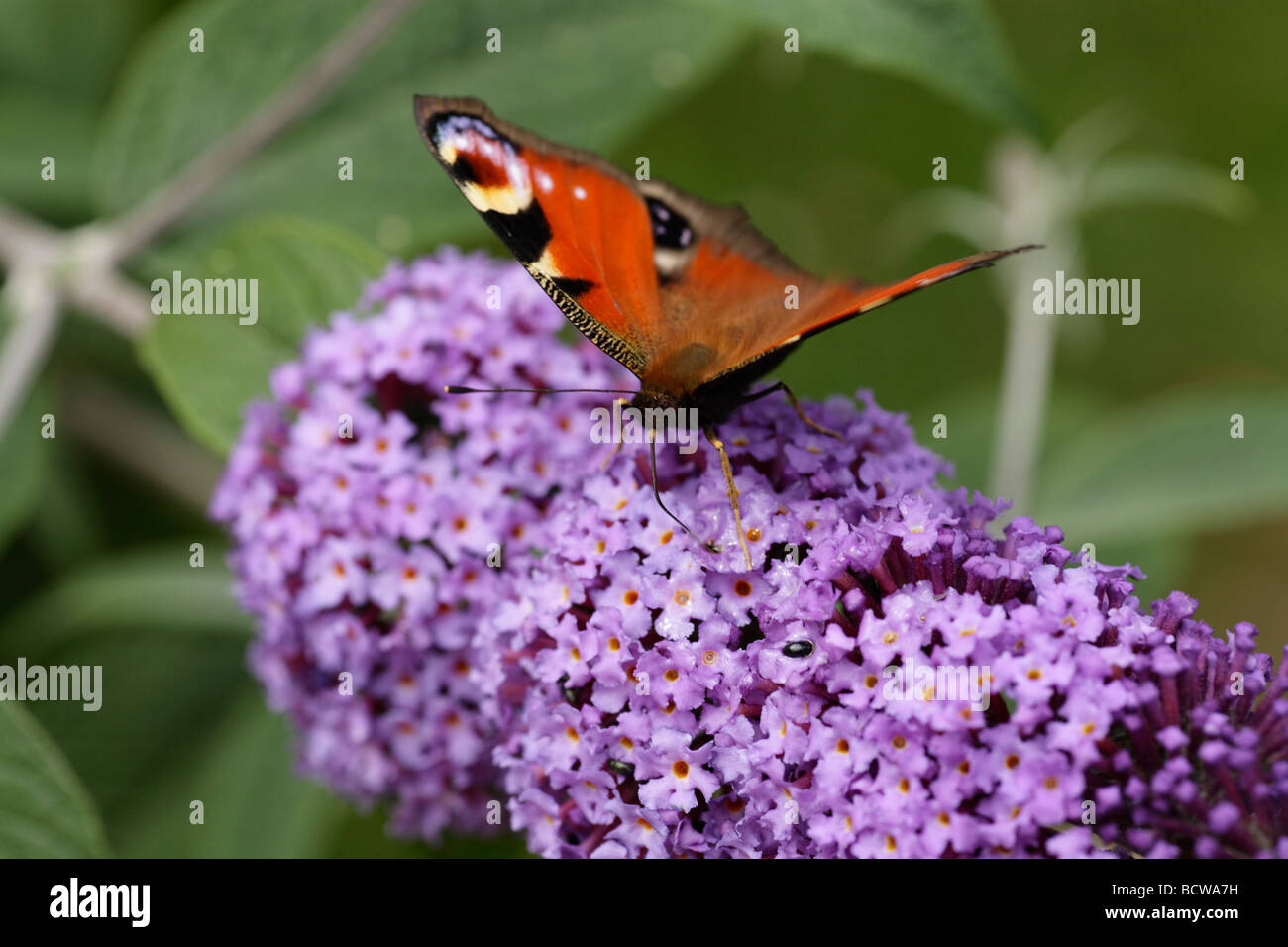 Una farfalla pavone bevendo il nettare nel giardino dell'Inghilterra, Kent. Foto Stock