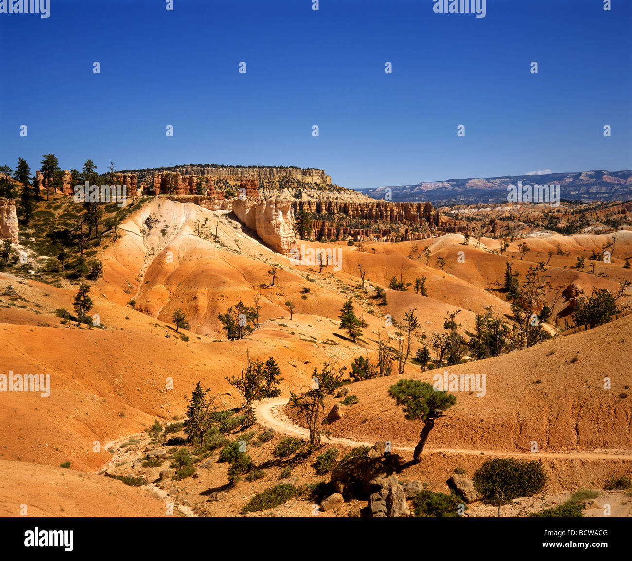 Parco Nazionale di Bryce Canyon, Navajo Trail, erosione, Utah, Stati Uniti d'America Foto Stock