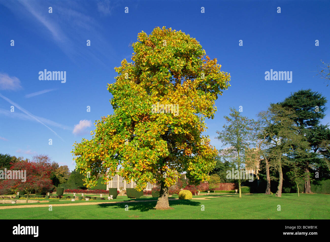 Alberi in un giardino, Belton House, Belton, Grantham, Lincolnshire, Inghilterra Foto Stock