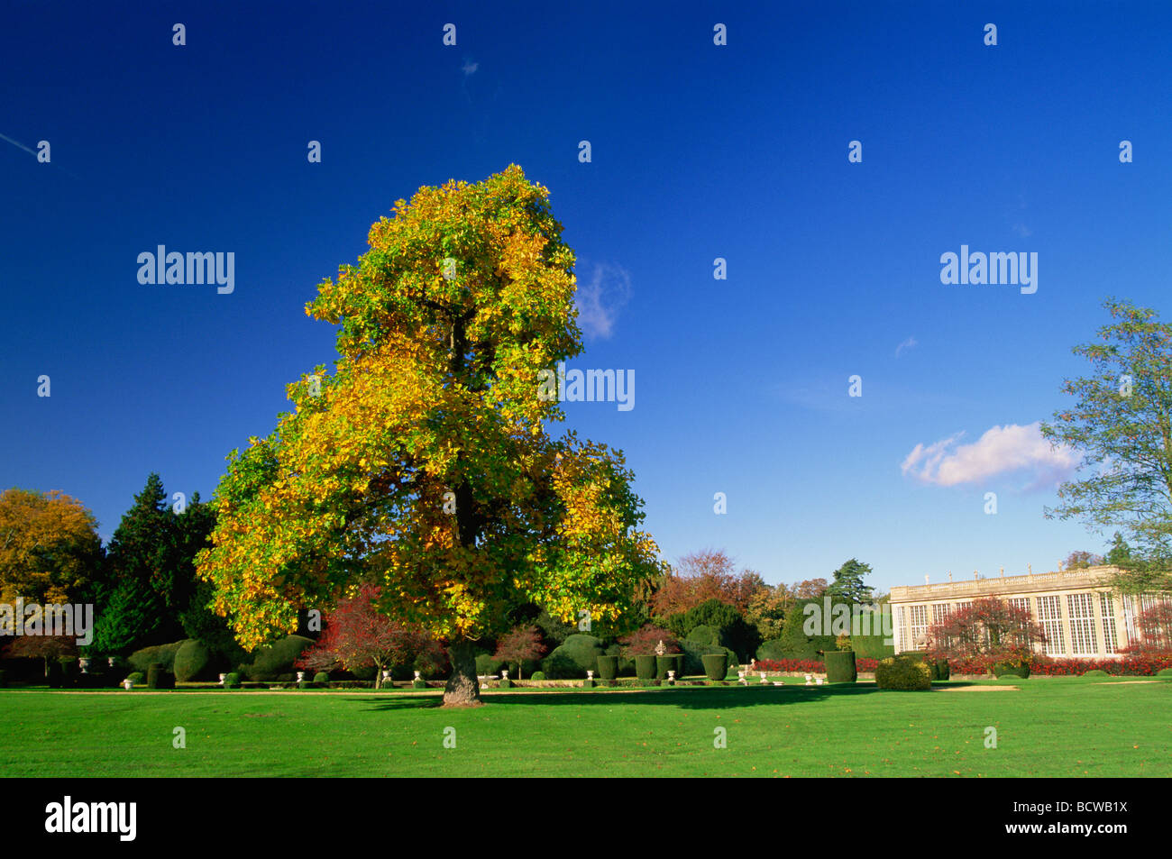 Alberi in un giardino, Belton House, Belton, Grantham, Lincolnshire, Inghilterra Foto Stock