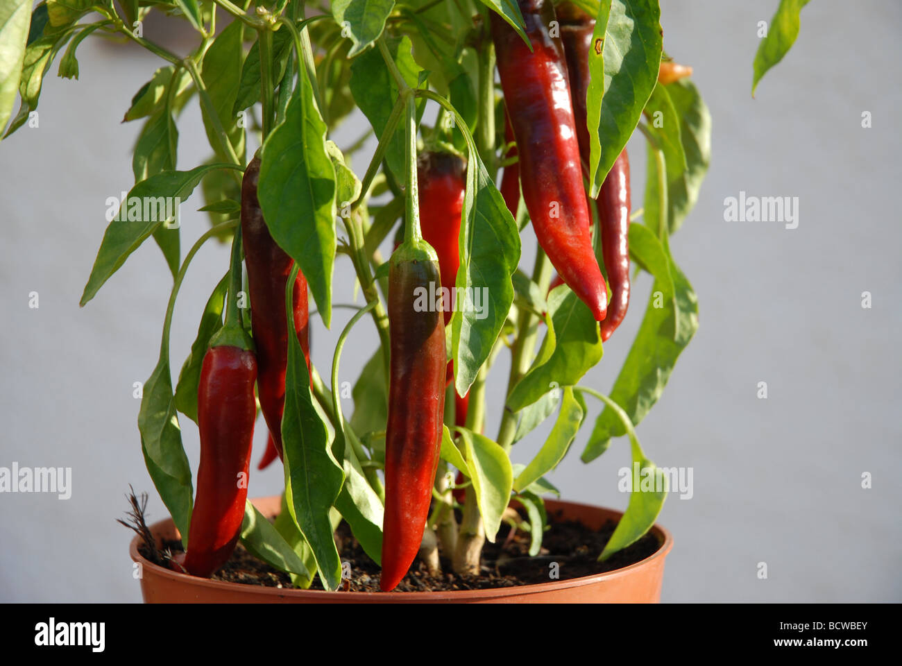 Grande red chilis maturazione sulla pianta, Spagna Foto Stock