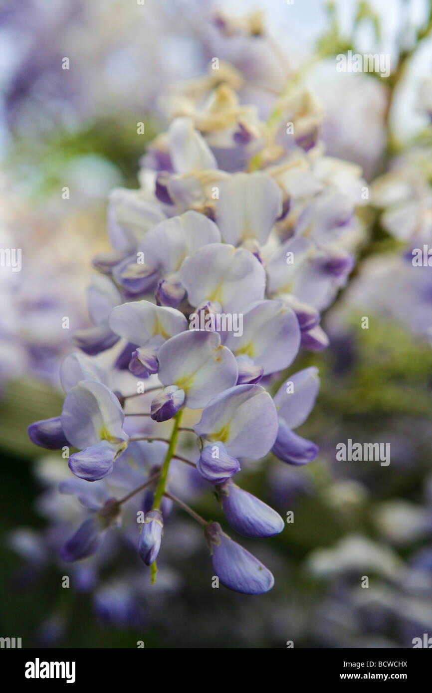 Il Glicine in fiore Foto Stock
