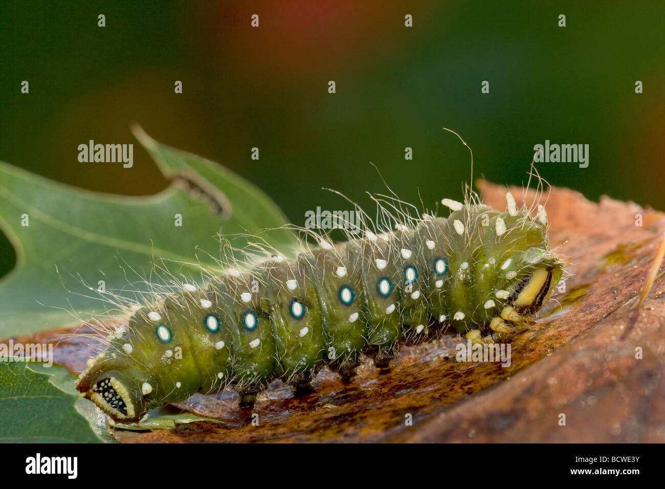 Close-up di una falena imperiale (Eacles imperialis) caterpillar Foto Stock