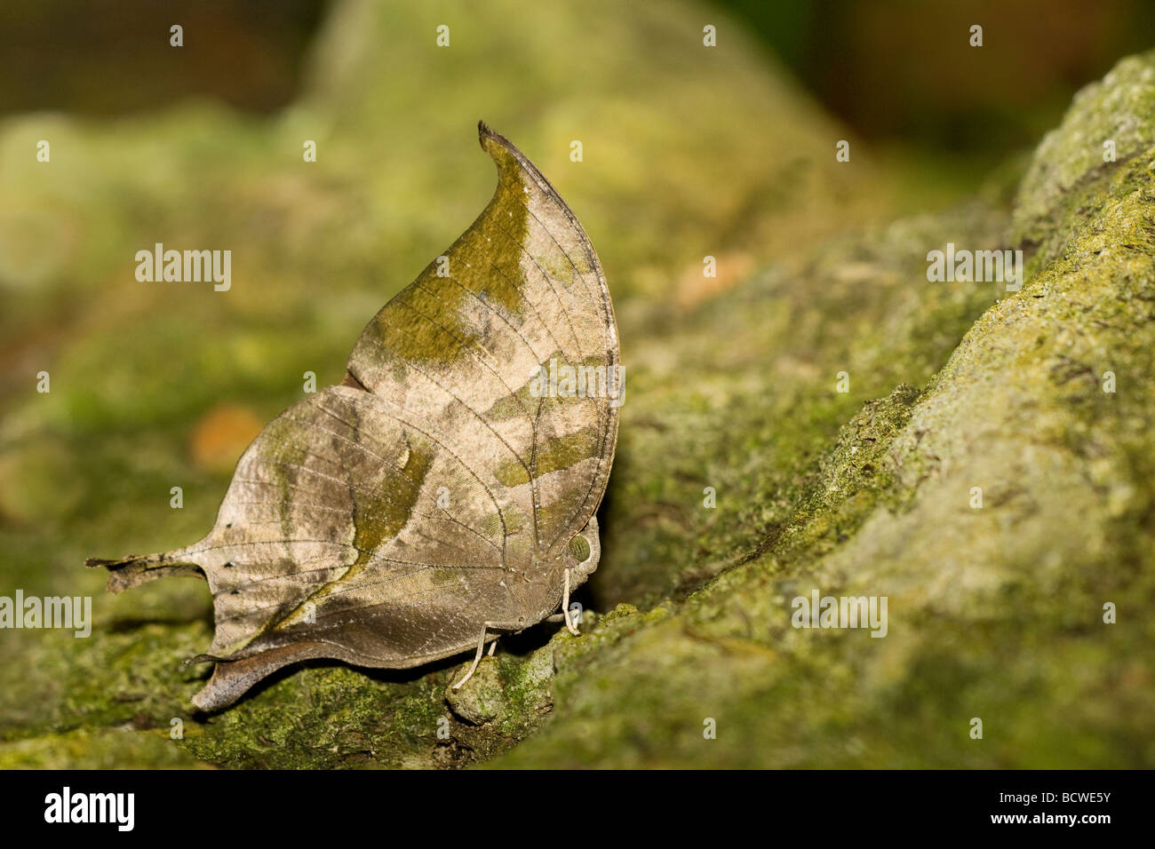 Close-up di un pallido Leafwing (Console electra) farfalla Foto Stock