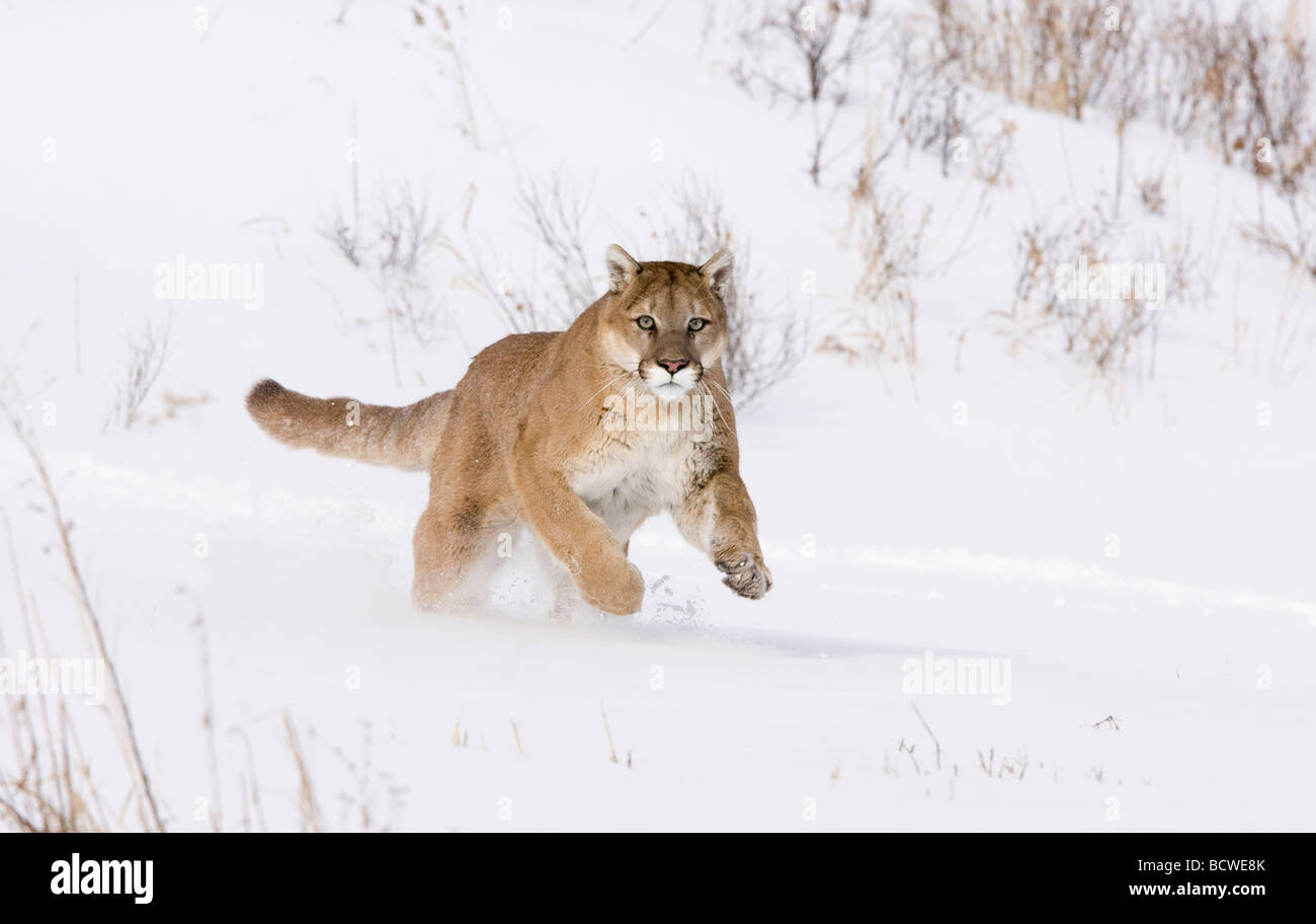 coperta puma coperta puma