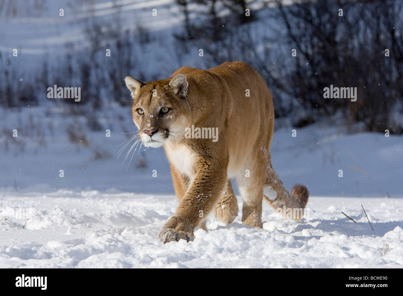 Mountain lion (Puma concolor) camminando in una coperta di neve campo Foto Stock