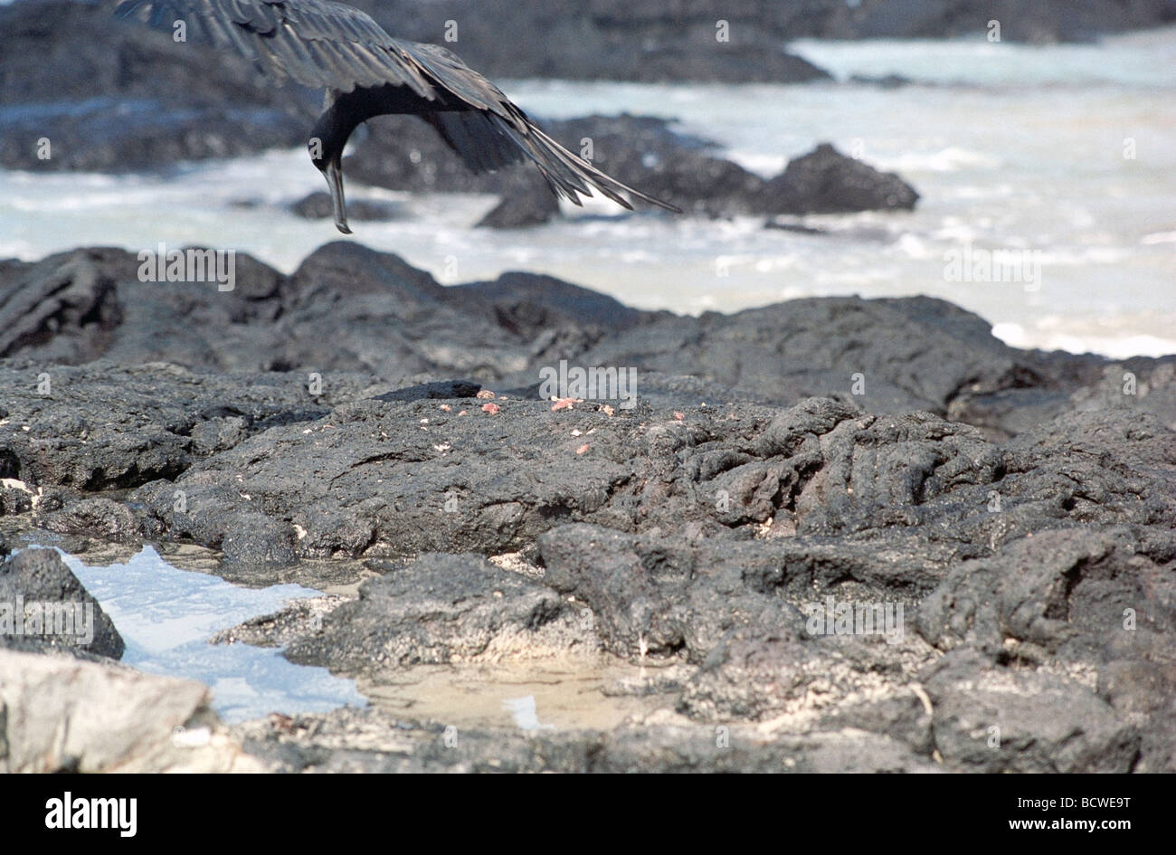 Frigate Bird che si nutrono di pesce al largo delle rocce Isabela Island, Galapagos. Ci sono due tipi di fregate Galapagos, la Grande e la magnifica Fregata. Foto Stock