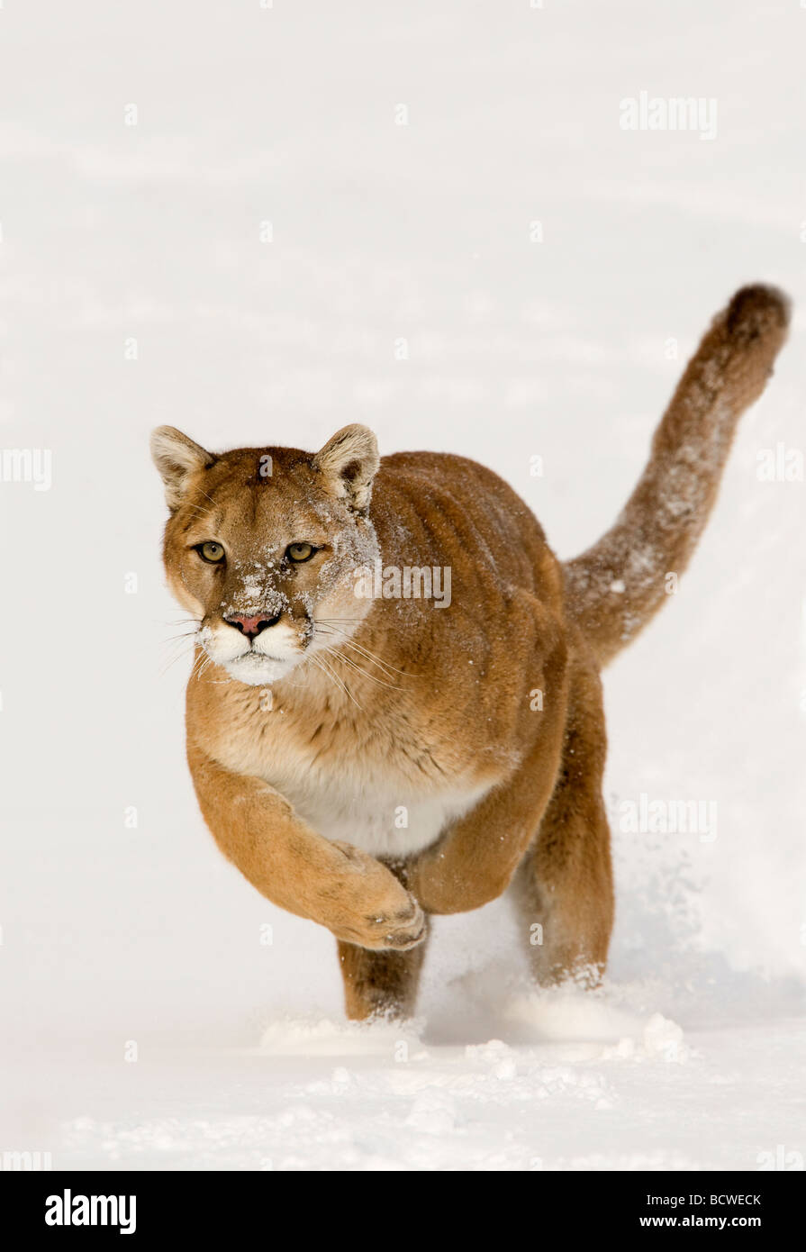 Mountain lion (Puma concolor) in esecuzione in una coperta di neve campo Foto Stock