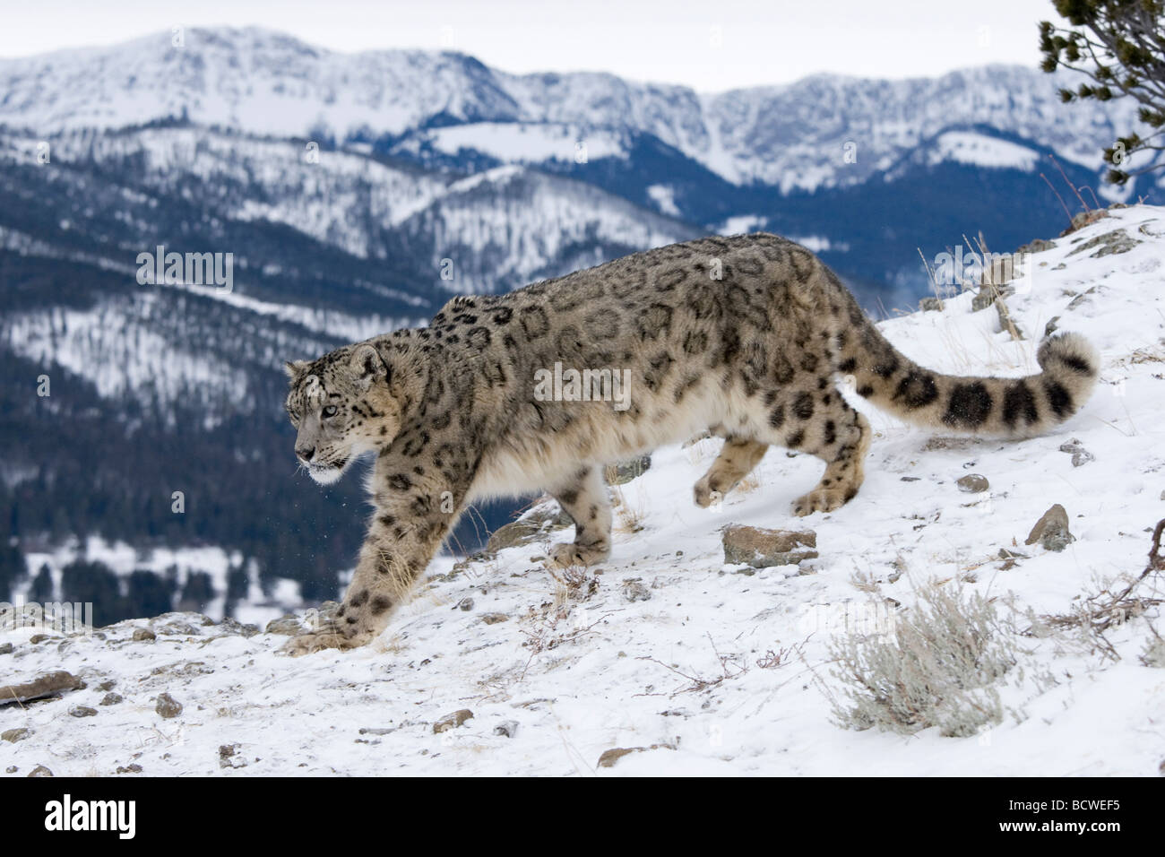 Snow Leopard (Panthera uncia) passeggiate nella neve Foto Stock
