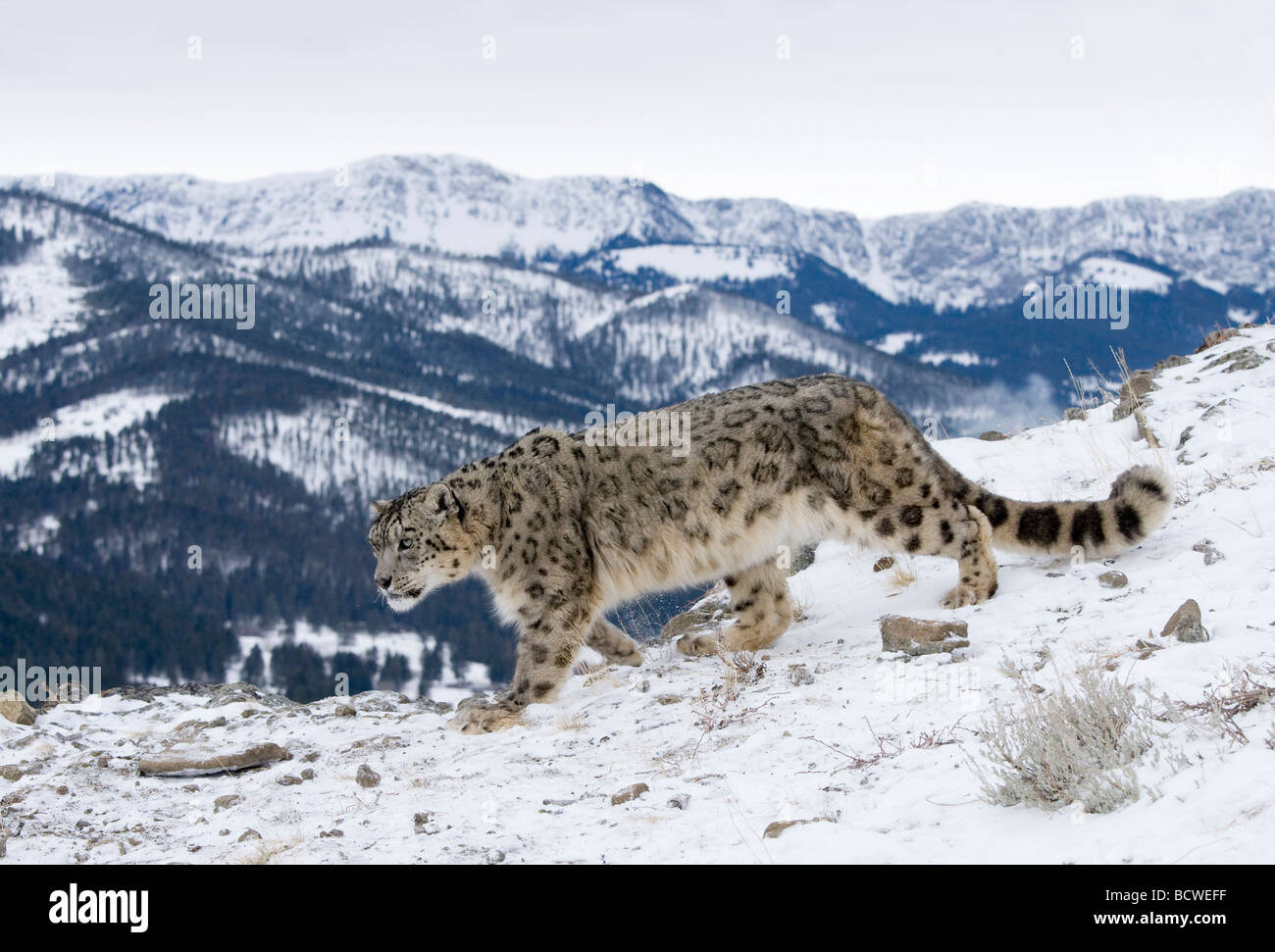 Snow Leopard (Panthera uncia) passeggiate nella neve Foto Stock