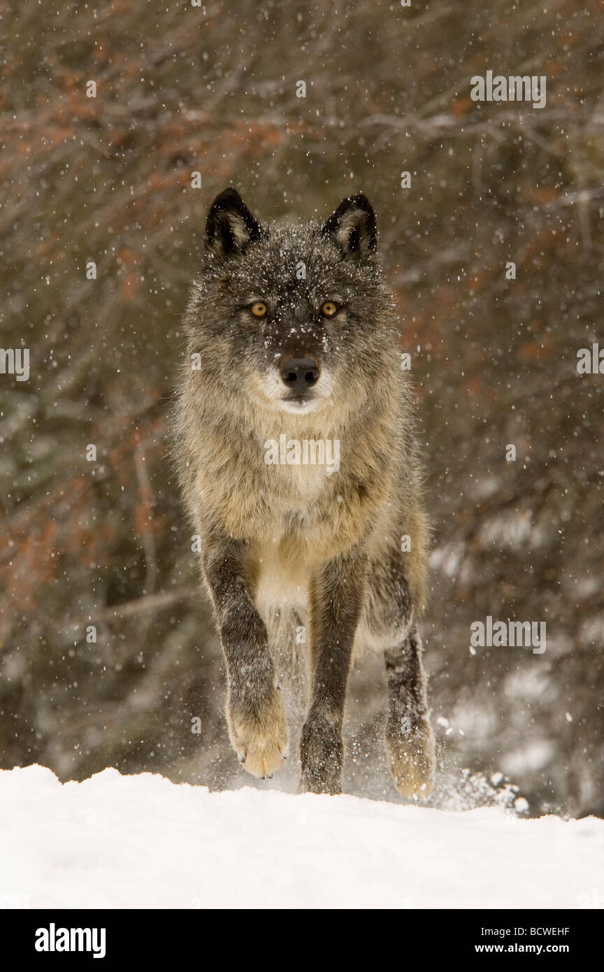 Lupo (Canis lupus) in esecuzione in una coperta di neve campo Foto Stock