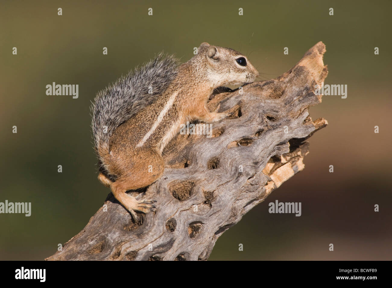 Harris s Antelope Squirrel Ammospermophilus harrisii adulto sul ramo Tucson in Arizona USA Settembre 2006 Foto Stock