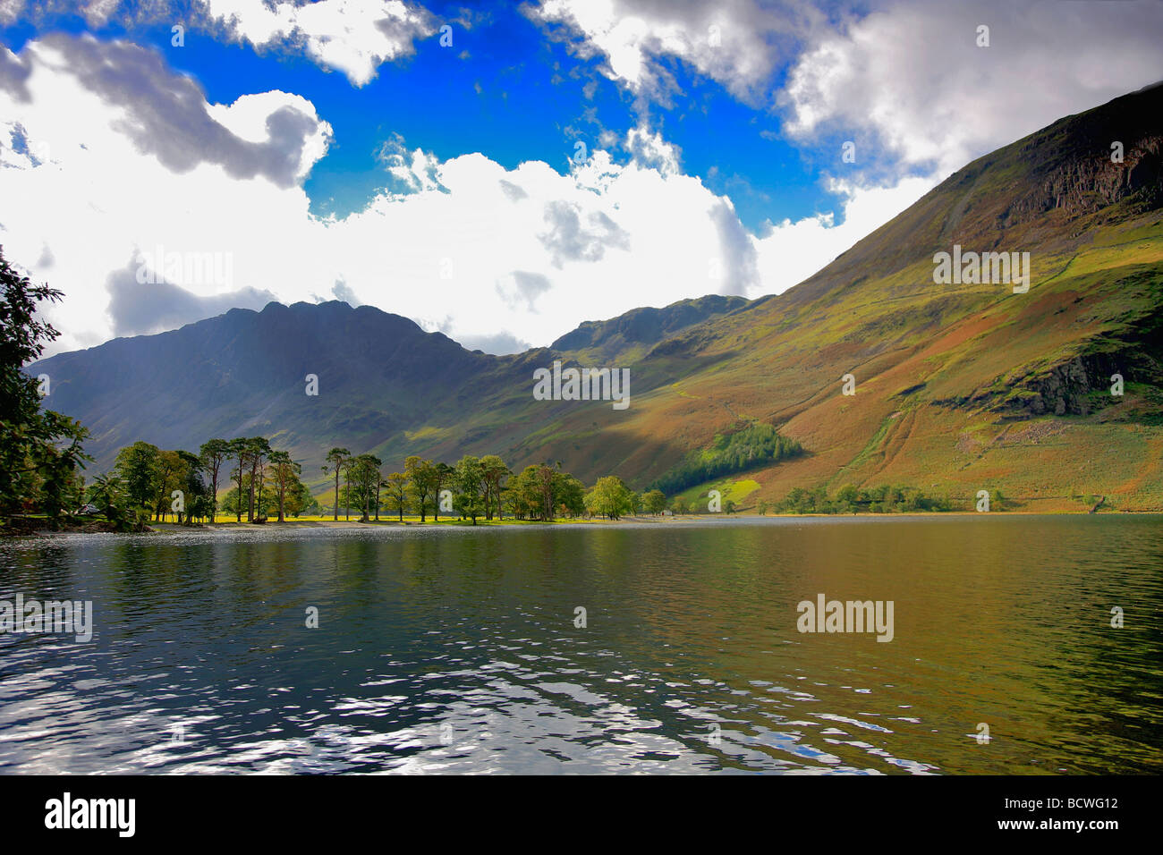 Alberi di pino sulla battigia Buttermere Honnister Pass Parco Nazionale del Distretto dei Laghi Cumbria County Inghilterra REGNO UNITO Foto Stock